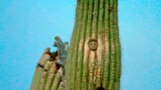 Der Elfenkauz hat sich in einem Saguaro eine Bruthöhle gebaut.