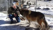 Steven is with a wolf or wolf dog at the Rocky Mountain Wildlife Foundation.