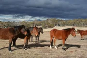 Brumbies, australische Wildpferde, in den Snowy Mountains in Südwestaustralien.