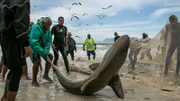 Menschen, die am Strand einen Hai aus einem Fischersnetz befreien    +++