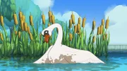 Schwan Hokuspokus erschrickt. Es klebt etwas an seinen Federn, das ihm das Schwimmen erschwert.