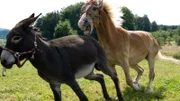 SENDER: ARD - SENDETITEL: Tiere bis unters Dach - UNTERTITEL: Goldesel - CAPTION: ARD/SWR TIERE BIS UNTERS DACH, "Goldesel", am Samstag (11.08.18) um 08:50 Uhr im ERSTEN..Der Esel wird von den Pferden auf der gemeinsamen Koppel gemobbt und gebissen.