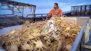 POV from the corner of the sorting table, pile of crab ready to be sorted, Jacob looking over at the pot on the launcher.