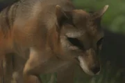 Symbolbild vom Tasmanischen Tiger