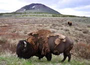 Bison im Yellowstone-Park, USA.