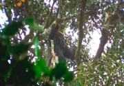 PHOENIX BAMA DER GORILLAMANN, am Samstag (10.07.10) um 20:15 Uhr. Weltweit ersten Aufnahmen der Cross-River-Gorillas in der Wildnis.