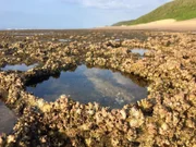 Wasserlöcher bei Ebbe an der Küste Afrikas    +++