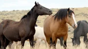 Mustangs.