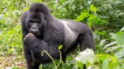 Im Bwindi-Nationalpark konnte Frank Elstner bis auf 10 Meter an einen Silberrücken heran – das ist der vorgegebene Mindestabstand.