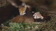 Roter Panda, Mutter mit 6 Wochen altem Jungtier in der Wurfhöhle, Naturschutz-Tierpark Görlitz.