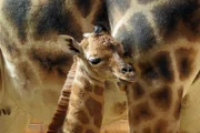 Giraffenbaby Kabale, aus dem Kronberger Opel-Zoo.