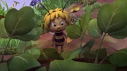 Majas Blume gedeiht prächtig.