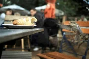 Die Wildnis ist in der deutschen Hauptstadt Berlin fester Bestandteil, sie ist eine faszinierende Parallelwelt voller kleiner und großer Naturwunder. Nach dem Winter bezieht der Wanderfalke vom Roten Rathaus wieder sein Revier hoch über dem Alexanderplatz. Wenn die über 400.000 Bäume Berlins endlich wieder Laub tragen, wird die Stadt zum Großstadtdschungel. - Berliner Spatz im Flug.