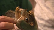Dr Baier and a small team go out and do an annual check up on various birds at Green Wood.