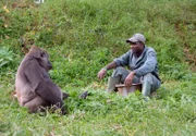 Tierpfleger Alfred Bama und das Cross-River-Gorillaweibchen Nyango. Der Cross-River-Gorilla ist eine extrem seltene Unterart des Westlichen Flachlandgorillas. Kaum mehr als 250 Tiere gibt es noch im Grenzgebiet zwischen Kamerun und Nigeria.