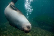 Seebär im Zoo am Meer Bremerhaven