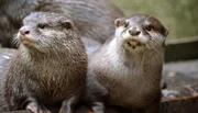 Zwergotter im Zoo am Meer Bremerhaven.