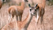 Ein Guanako im Parque Patagonia