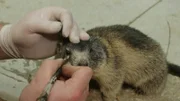 Murmeltier