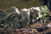 Wildschweine gehören zu den ersten Säugetieren im Jahr, die Nachwuchs haben.