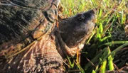 Schnappschildkröten haben die Fähigkeit entwickelt schmerzhaft zu beißen, da sie bei Gefahr nicht in der Lage sind sich in ihrem Panzer zu verstecken, wie andere Schildkröten.