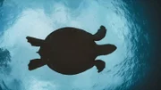 Turtle in the sea seen from underneath