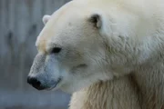 Eisbärin Yowannah ist vielleicht schwanger.