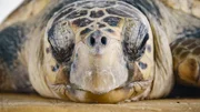 Close up of turtles’ head
