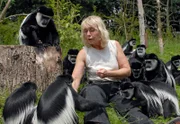 Spielzeit für die Guerezas mit Revierleiterin im Africaneum Bärbel Uphoff.