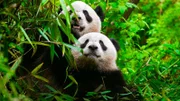Ein Panda und sein Junges. Nur ein aufwändiges Zuchtprogramm bewahrte die Art vor dem Aussterben.