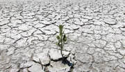Das erste Leben in einer fremden Welt – Mangroven können in Brack- und Salzwasser überleben.