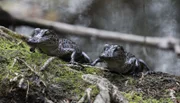 Die ersten Monate sind die gefährlichsten für Alligator Babys. Besonders hüten müssen sie sich vor Räubern wie Waschbären, großen Fischen, Vögeln oder sogar anderen Alligatoren – meistens große dominante Männchen.