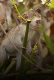 A monkey