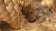 Das Pangolin heißt Paul und begibt sich mit Kamera auf Ameisenjagd.