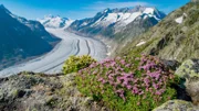 Der mächtige Aletschgletscher ist der größte und längste Gletscher der Alpen.