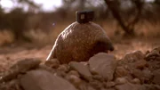Das Pangolin ist ein Schuppentier mit einem langgestreckten Körper, kurzen Gliedmaßen, kleinem und zugespitztem Kopf und langem Schwanz. Es lässt sich problemlos die kleine Kamera umschnallen und läuft damit los.