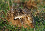 Feldhasen sind nicht nur größer als Kaninchen, sondern auch an ihren längeren Ohren, den Löffeln, deutlich zu erkennen.