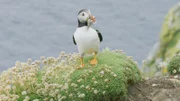 Papageientaucher sind Vögel, die Pinguinen ähneln, aber fliegen können.