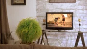 OLI setzt sich im Haus gemütlich vor den Fernseher und schaut zu, was das Pangolin so alles erlebt.