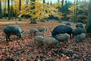 Bei den Wildschweinen führt das älteste und erfahrenste Weibchen die Rotte an. Es bestimmt, wann gefressen und geschlafen wird und wohin die Familie als nächstes weiterzieht.