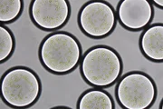 42 – Die Antwort auf fast alles Folge 6 Klingt nach Science Fiction: Künstliche Zellen sollen aus Licht Antibiotika, Vitamine oder Biotreibstoffe produzieren und nebenbei die Klimakrise stoppen.
