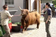 Tierpfleger Conny (Thorsten Wolf, l.) hat Mühe, die aufgeregt Kuh Mathilda zu bändigen. Dr. Susanne Mertens (Elisabeth Lanz, r.) versucht telefonisch Dr. Fährmann zu erreichen, der das Keulen der Kuh verhindern könnte.