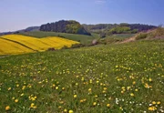Endlich Frühling. Rapsblüten im Göttinger Land.