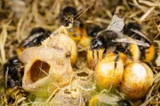 Bergwaldhummeln im Nest.