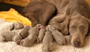 ARD/NDR SPÜRNASE, FÄHRTENSAU & CO. (17), "Familienzusammenführung". Perle bekommt Besuch vom Vater ihrer Welpen. Elvis von Fuchsberg ist selbst ein begnadeter Jagdhund. Auch für ihn sind es die ersten Welpen. Wie werden Theodor, Traum, Tau, Trüffel, Tamino, Tango, Tanne und Thule auf ihren Papa reagieren?