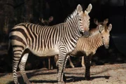Ein neues Zebrafohlen in Hellabrunn.