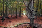 So sollten unsere Wälder aussehen: Mit ihren vielen alten Bäumen sind sie äußerst wichtig für den Erhalt der Artenvielfalt.