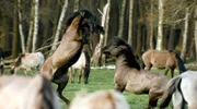 Paarungszeit bei den Dülmener Wildpferden. Zwei Hengste fechten aus, wer seine wilden Gene an die nächste Generation weiter geben darf.
