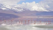 Flamingos an der Laguna Colorada, Bolivien.