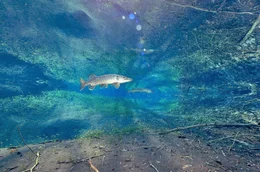 Im Oberrheintal ist das gr&ouml;&szlig;te Grundwasserreservoir Europas, ein au&szlig;ergew&ouml;hnlicher und sch&uuml;tzenswerter Lebensraum f&uuml;r Pflanzen und Tiere wie den gro&szlig;en Hecht (Bild). Der preisgekr&ouml;nte Unterwasserkameramann Serge Dumont zeigt diese unbekannte Welt in atemberaubenden Bildern.